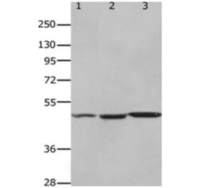 HCRTR2 Antibody from Signalway Antibody (31252) - Antibodies.com