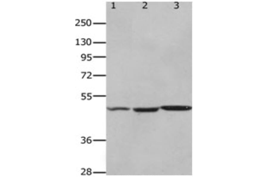 HCRTR2 Antibody from Signalway Antibody (31252) - Antibodies.com
