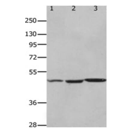 HCRTR2 Antibody from Signalway Antibody (31252) - Antibodies.com