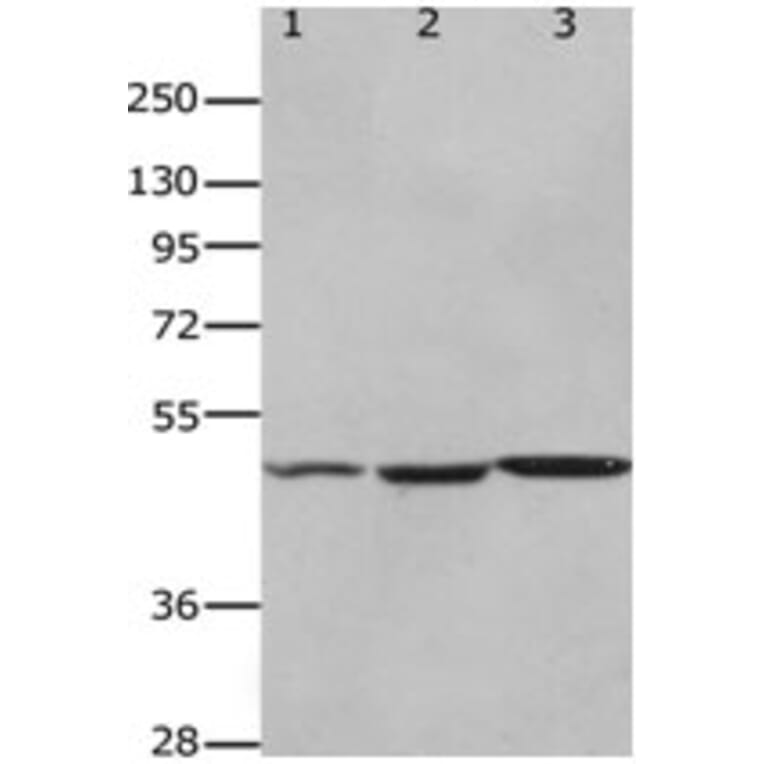 HCRTR2 Antibody from Signalway Antibody (31252) - Antibodies.com