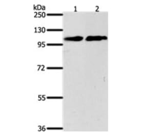 NFATC4 Antibody from Signalway Antibody (31275) - Antibodies.com