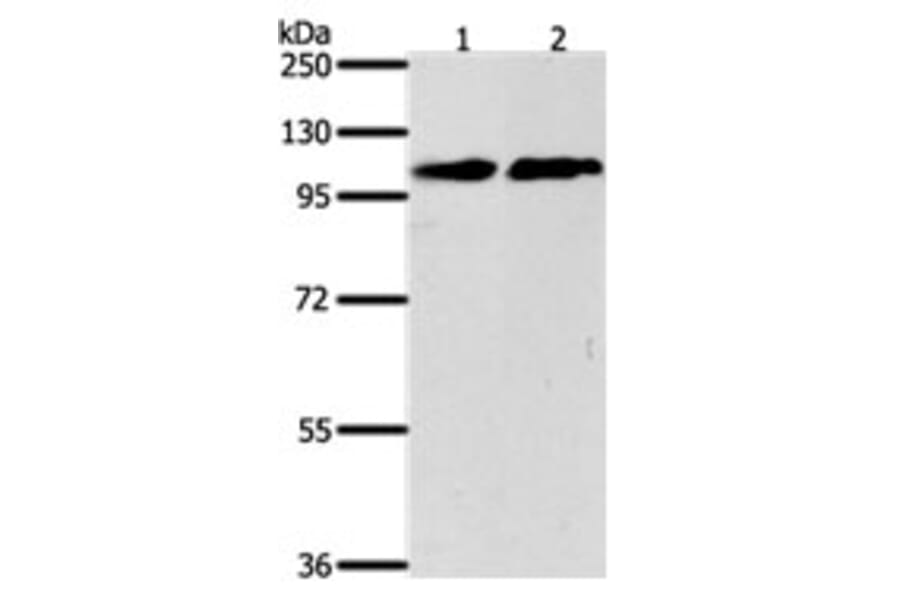 NFATC4 Antibody from Signalway Antibody (31275) - Antibodies.com