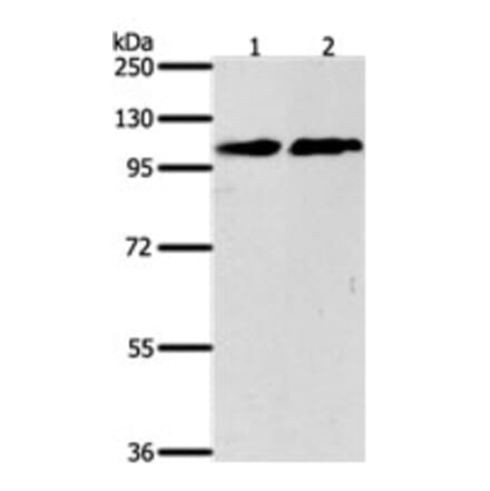 NFATC4 Antibody from Signalway Antibody (31275) - Antibodies.com