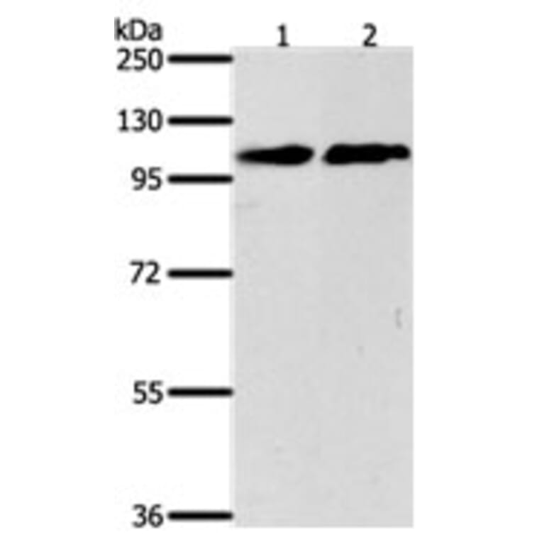 NFATC4 Antibody from Signalway Antibody (31275) - Antibodies.com