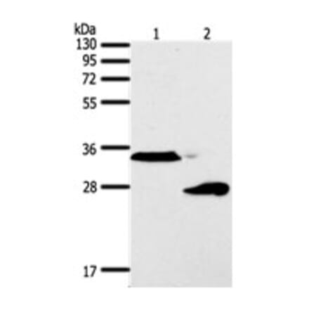 SFTPA1 Antibody from Signalway Antibody (31294) - Antibodies.com