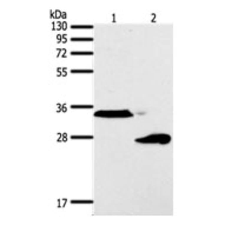 SFTPA1 Antibody from Signalway Antibody (31294) - Antibodies.com