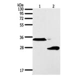 SFTPA1 Antibody from Signalway Antibody (31294) - Antibodies.com