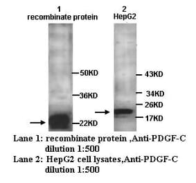 PDGF-C Antibody from Signalway Antibody (39250) - Antibodies.com