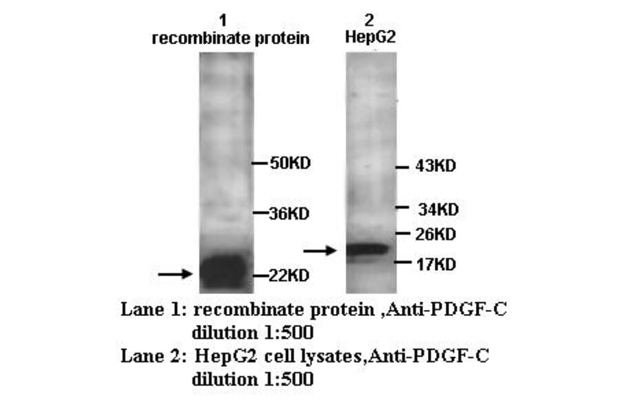 PDGF-C Antibody from Signalway Antibody (39250) - Antibodies.com