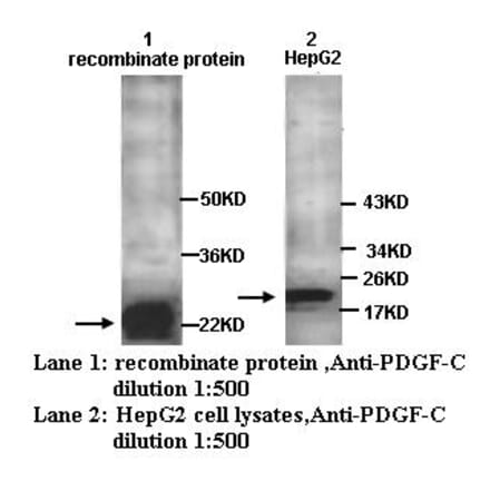 PDGF-C Antibody from Signalway Antibody (39250) - Antibodies.com