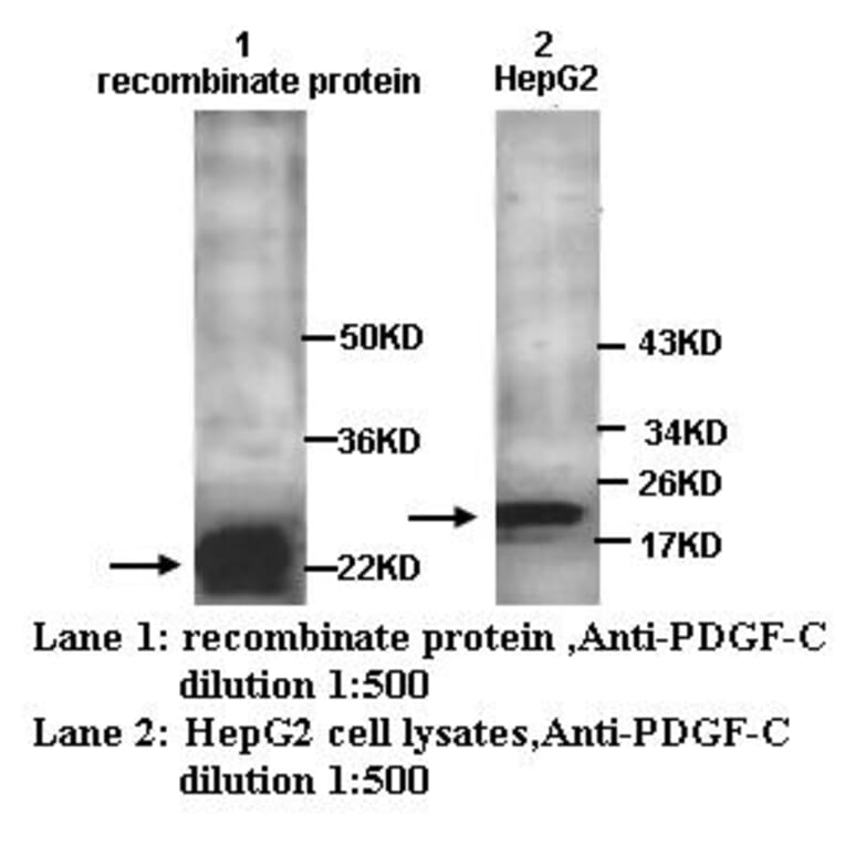 PDGF-C Antibody from Signalway Antibody (39250) - Antibodies.com