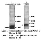 PDGF-C Antibody from Signalway Antibody (39250) - Antibodies.com