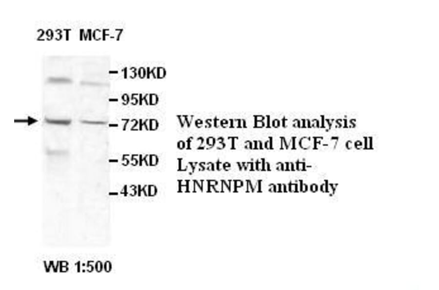 HNRNPM Antibody from Signalway Antibody (39524) - Antibodies.com