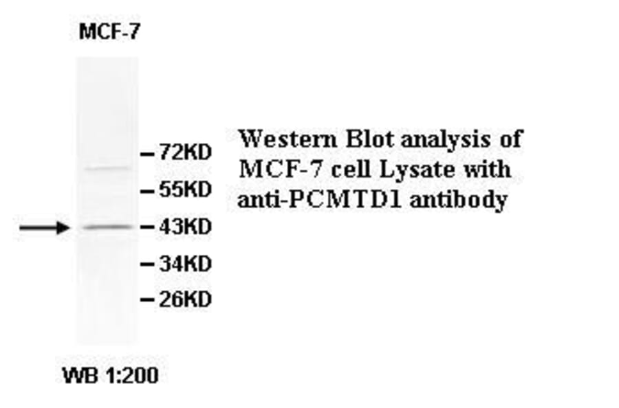 PCMTD1 Antibody from Signalway Antibody (39534) - Antibodies.com