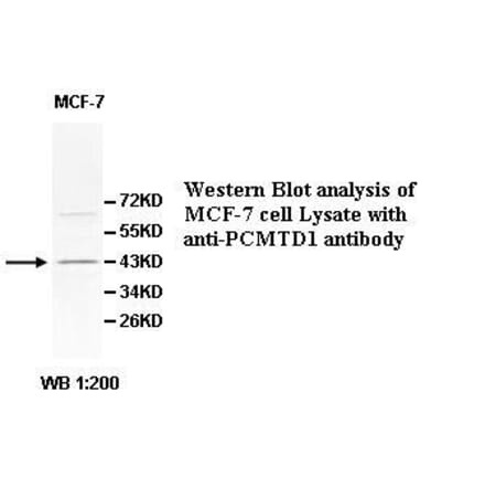 PCMTD1 Antibody from Signalway Antibody (39534) - Antibodies.com