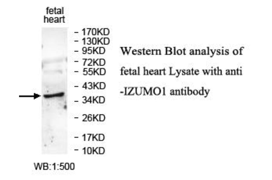 IZUMO1 Antibody from Signalway Antibody (39666) - Antibodies.com