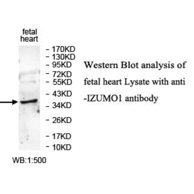IZUMO1 Antibody from Signalway Antibody (39666) - Antibodies.com