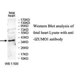 IZUMO1 Antibody from Signalway Antibody (39666) - Antibodies.com