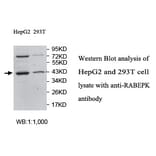 RABEPK Antibody from Signalway Antibody (39757) - Antibodies.com