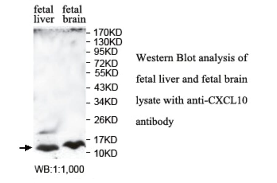 CXCL10 Antibody from Signalway Antibody (39759) - Antibodies.com