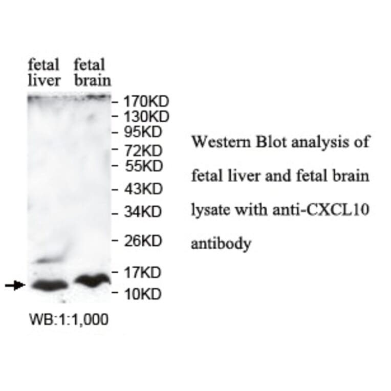 CXCL10 Antibody from Signalway Antibody (39759) - Antibodies.com