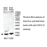 CXCL10 Antibody from Signalway Antibody (39759) - Antibodies.com