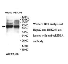 ARID3A Antibody from Signalway Antibody (39933) - Antibodies.com