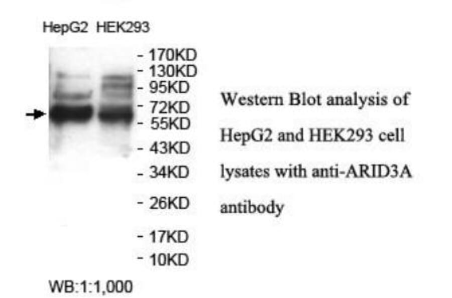 ARID3A Antibody from Signalway Antibody (39933) - Antibodies.com