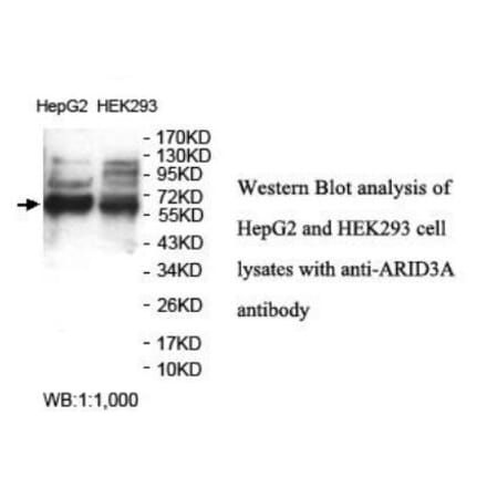 ARID3A Antibody from Signalway Antibody (39933) - Antibodies.com