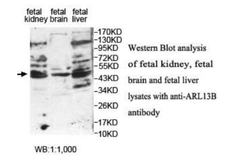 ARL13B Antibody from Signalway Antibody (39934) - Antibodies.com
