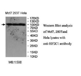 EIF2C1 Antibody from Signalway Antibody (39951) - Antibodies.com