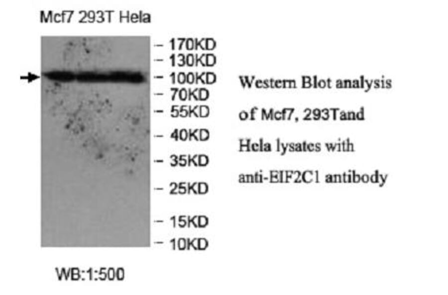 EIF2C1 Antibody from Signalway Antibody (39951) - Antibodies.com