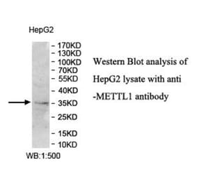 METTL1 Antibody from Signalway Antibody (40014) - Antibodies.com