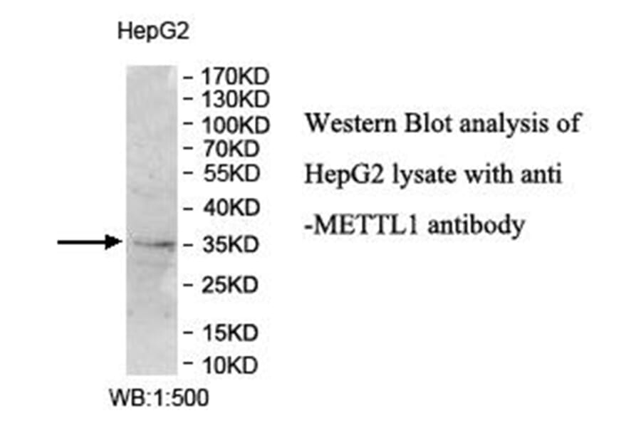 METTL1 Antibody from Signalway Antibody (40014) - Antibodies.com