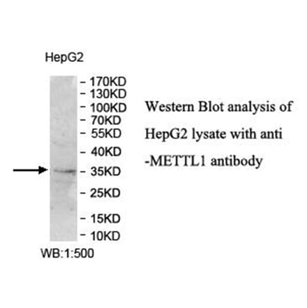 METTL1 Antibody from Signalway Antibody (40014) - Antibodies.com