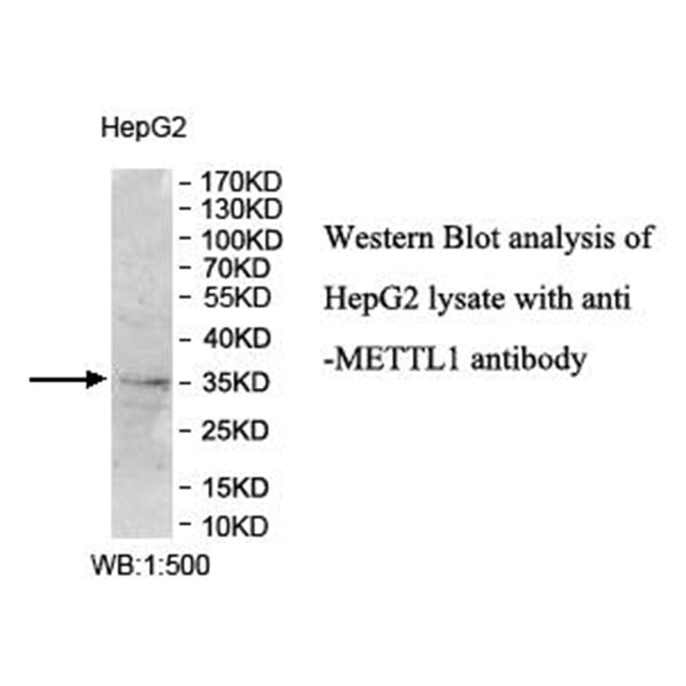 METTL1 Antibody from Signalway Antibody (40014) - Antibodies.com
