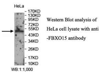 Anti-FBXO15 Antibody