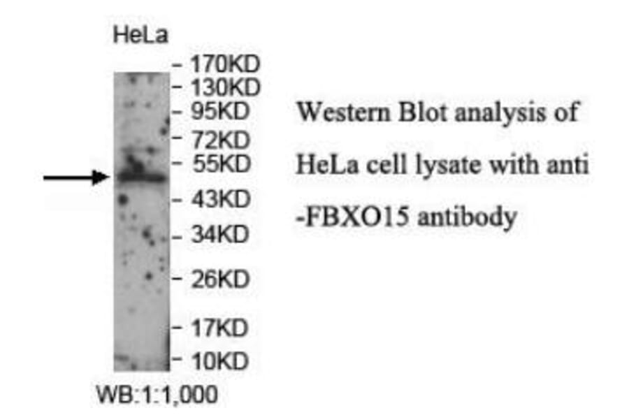FBXO15 Antibody from Signalway Antibody (40046) - Antibodies.com