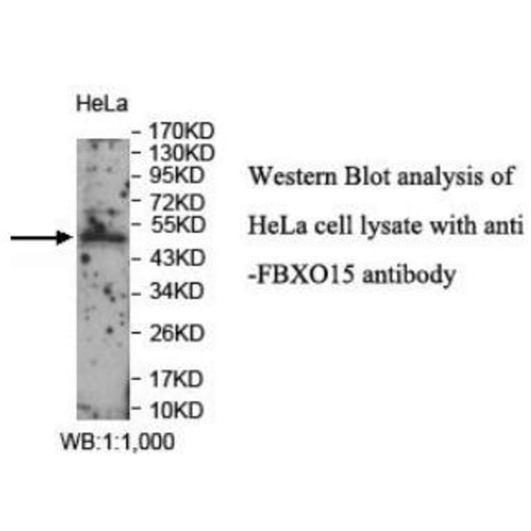 FBXO15 Antibody from Signalway Antibody (40046) - Antibodies.com