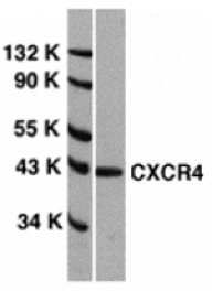 Western blot - CXCR4 Antibody from Signalway Antibody (24003) - Antibodies.com