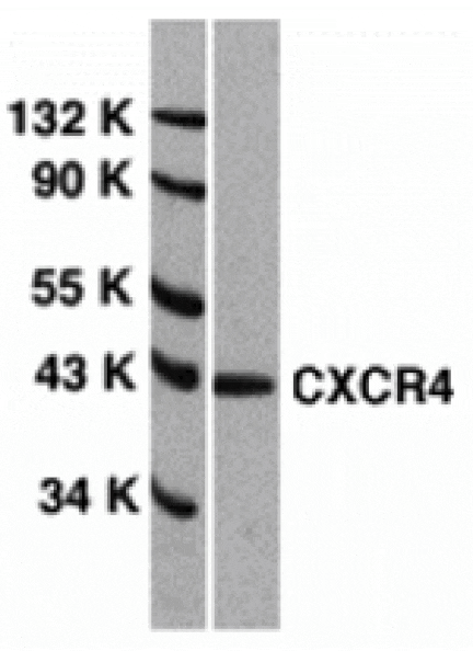 Western blot - CXCR4 Antibody from Signalway Antibody (24003) - Antibodies.com