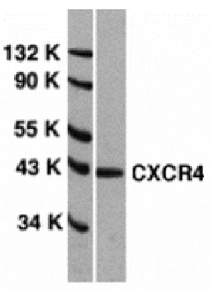 Western blot - CXCR4 Antibody from Signalway Antibody (24003) - Antibodies.com