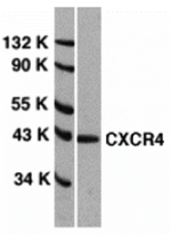 Western blot - CXCR4 Antibody from Signalway Antibody (24003) - Antibodies.com