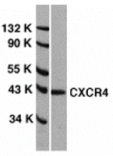 Western blot - CXCR4 Antibody from Signalway Antibody (24003) - Antibodies.com