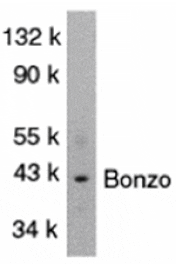 Western blot - Bonzo Antibody from Signalway Antibody (24034) - Antibodies.com
