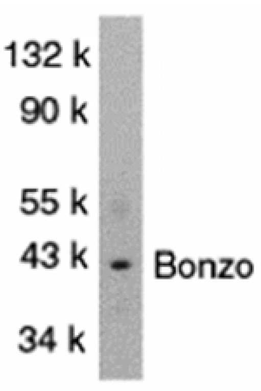 Western blot - Bonzo Antibody from Signalway Antibody (24034) - Antibodies.com