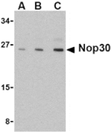 Western blot - Nop30 Antibody from Signalway Antibody (24090) - Antibodies.com