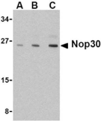Western blot - Nop30 Antibody from Signalway Antibody (24090) - Antibodies.com