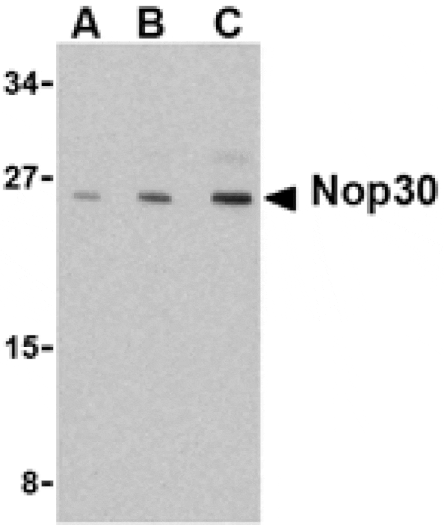 Western blot - Nop30 Antibody from Signalway Antibody (24090) - Antibodies.com