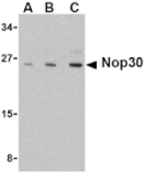 Western blot - Nop30 Antibody from Signalway Antibody (24090) - Antibodies.com